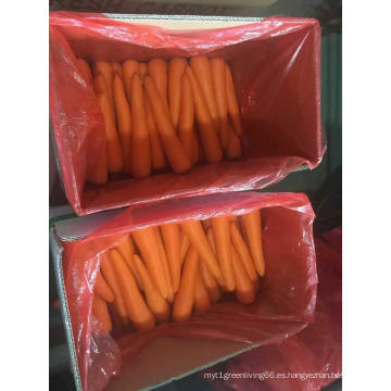 Shandong A Grade Fresh Carrot en venta